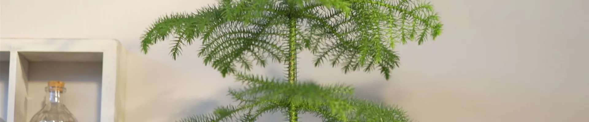 Zimmertanne - Umtopfen (Thumbnail)