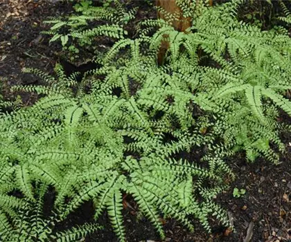 Adiantum pedatum 
