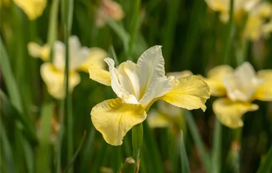 Iris sibirica 'Butter and Sugar'  Iris sibirica 'Butter and Sugar'