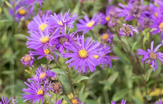 Aster novi-belgii 'Dauerblau'  Aster novi-belgii 'Dauerblau'