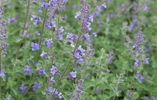 Nepeta x faassenii 'Kit Cat'  Nepeta x faassenii 'Kit Cat'