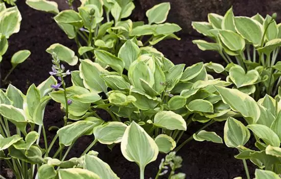 Hosta nakaiana 'Golden Tiara' 