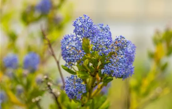 Ceanothus impressus 'Victoria' 