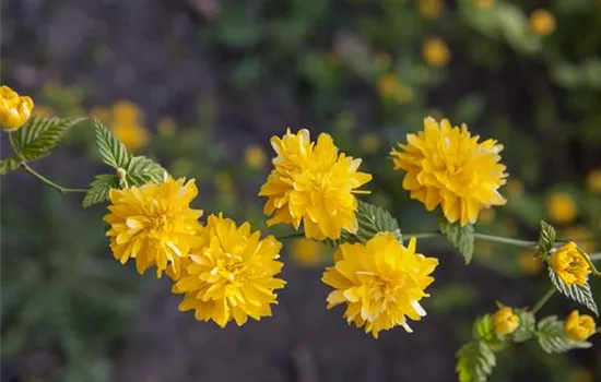 Kerria japonica 'Pleniflora' 