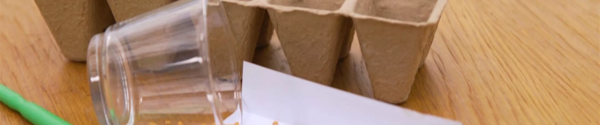 Aubergine - Aussaat (Thumbnail) Aubergine - Aussaat (Thumbnail)