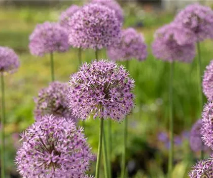 Allium aflatunense 'Gladiator' 