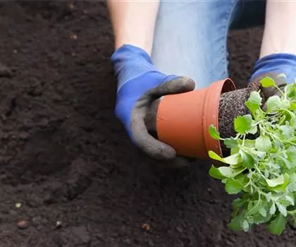 Blaukissen - Einpflanzen im Garten Blaukissen - Einpflanzen im Garten