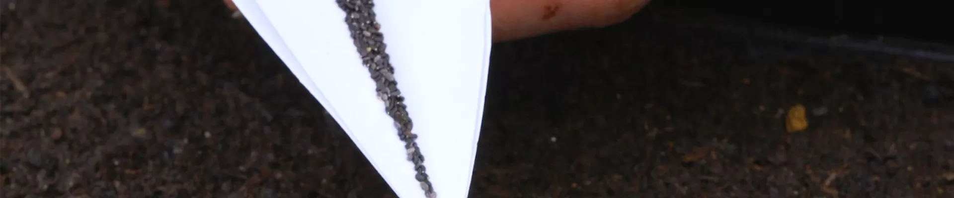 Zitronenmelisse - Aussaat (Thumbnail) Zitronenmelisse - Aussaat (Thumbnail)