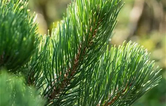 Pinus nigra 'Oregon Green'  Pinus nigra 'Oregon Green'