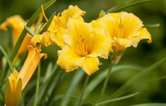 Hemerocallis x cultorum 'Stella de Oro' 