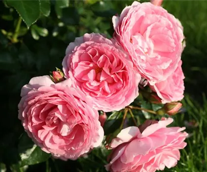 Rosa 'Leonardo da Vinci' 