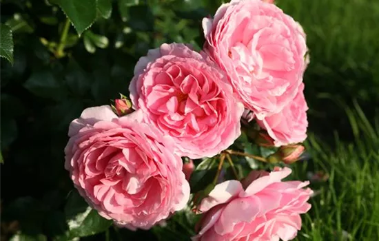 Rosa 'Leonardo da Vinci'  Rosa 'Leonardo da Vinci'