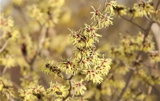 Hamamelis virginiana 