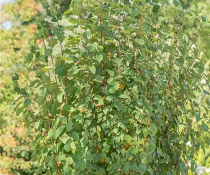 Amelanchier alnifolia 'Obelisk'  Amelanchier alnifolia 'Obelisk'