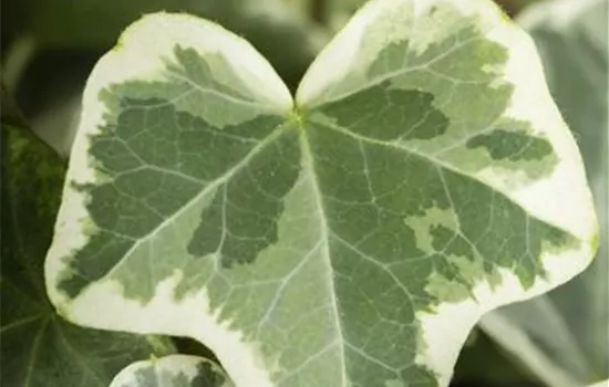 Hedera helix 'Eva'  Hedera helix 'Eva'