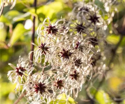Clematis tangutica 