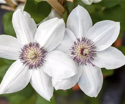 Clematis 'Miss Bateman' 