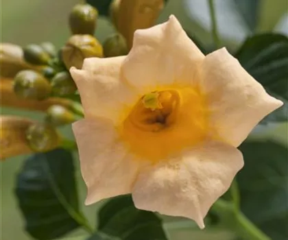 Campsis radicans 'Flava'  Campsis radicans 'Flava'