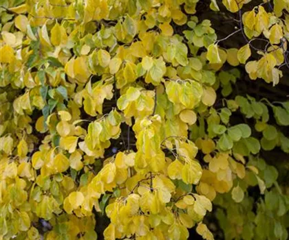 Celastrus orbiculatus  Celastrus orbiculatus