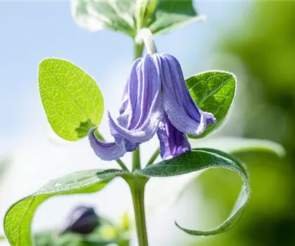 Clematis integrifolia  Clematis integrifolia