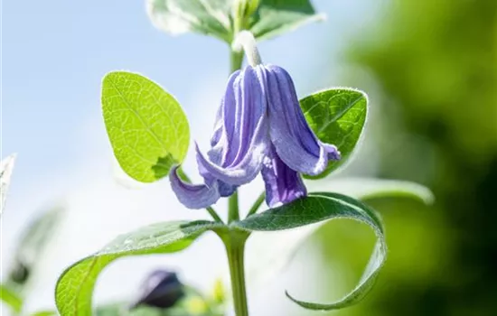 Clematis integrifolia  Clematis integrifolia