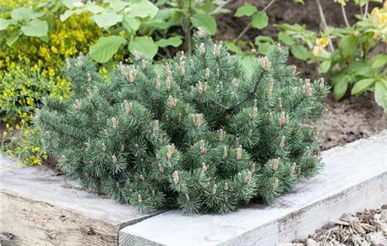 Pinus mugo 'Humpy'  Pinus mugo 'Humpy'
