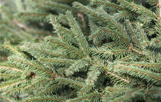 Picea abies 'Nidiformis'  Picea abies 'Nidiformis'