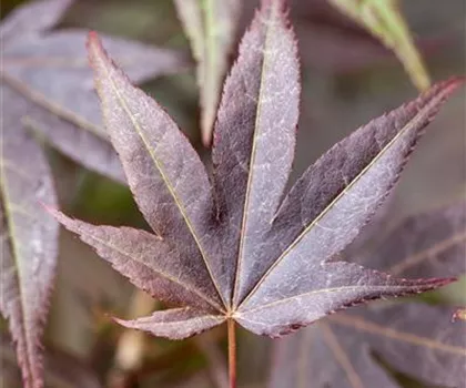 Acer palmatum 'Atropurpureum'  Acer palmatum 'Atropurpureum'