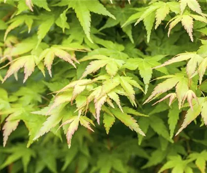 Acer palmatum 'Bi-hoo'  Acer palmatum 'Bi-hoo'
