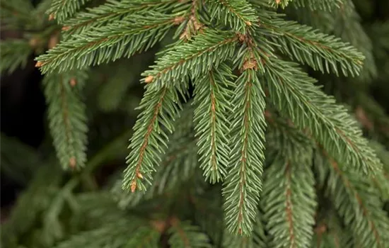 Picea abies 'Inversa'  Picea abies 'Inversa'
