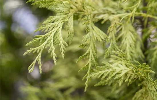Thuja plicata 'Zebrina Extra Gold'  Thuja plicata 'Zebrina Extra Gold'