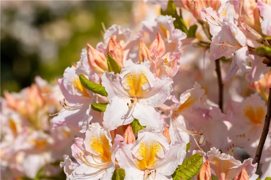 Rhododendron luteum 'Mwe'