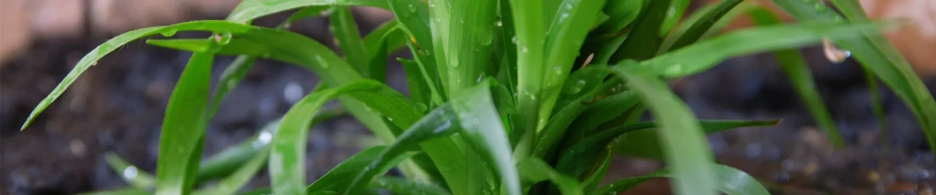 Waldmarbel - Einpflanzen im Garten (Thumbnail) Waldmarbel - Einpflanzen im Garten (Thumbnail)