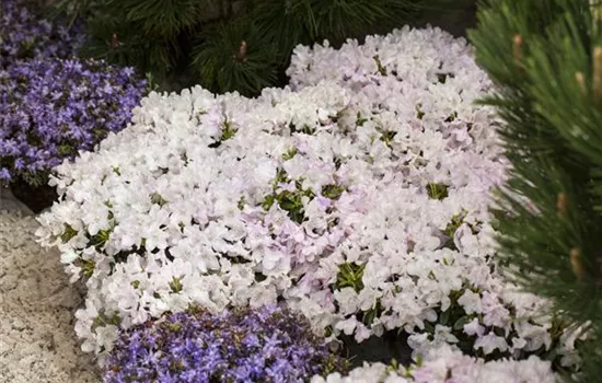 Rhododendron keleticum 'Robert Seleger'