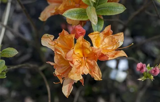 Rhododendron luteum 'Glowing Embers' 