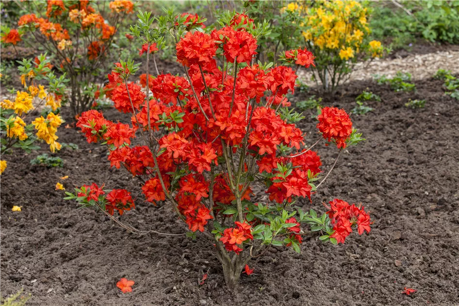 rhododendron temperatur Bessie Howells Rhododendron