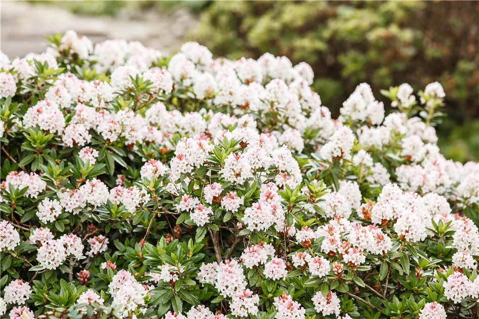 Rhododendron micranthum 'Bloombux'