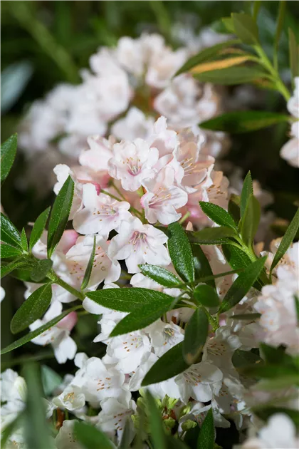 Rhododendron micranthum 'Bloombux'