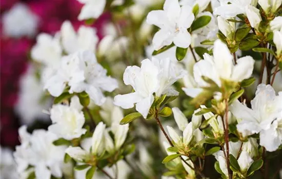 Rhododendron obtusum 'Feenkissen' 