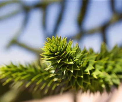 Araucaria araucana  Araucaria araucana