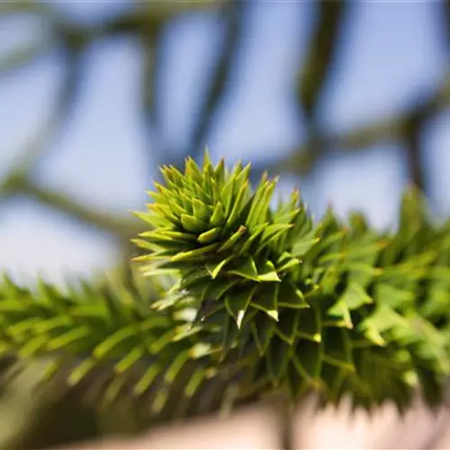 Araucaria araucana 