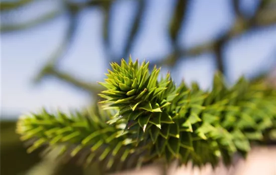 Araucaria araucana  Araucaria araucana
