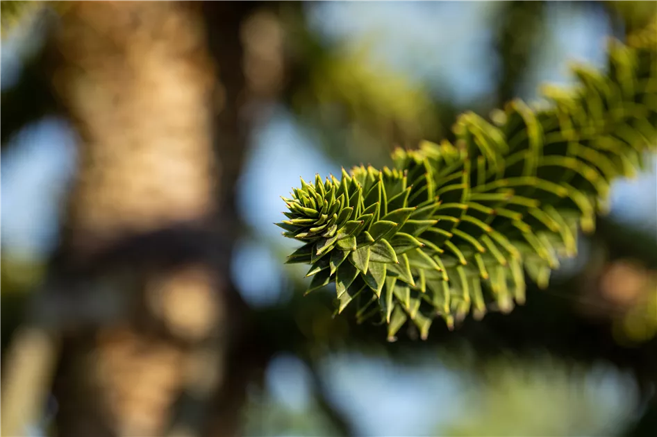Araucaria araucana