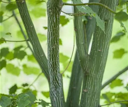 Acer davidii  Acer davidii