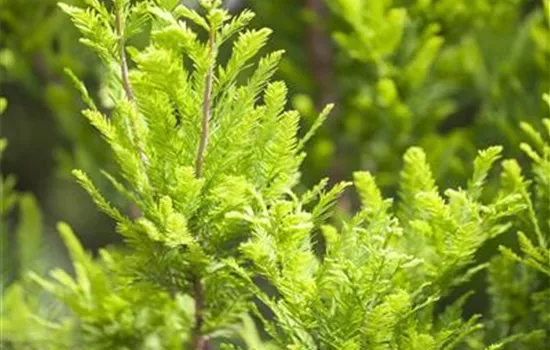 Taxodium distichum 'Peve Minaret'  Taxodium distichum 'Peve Minaret'