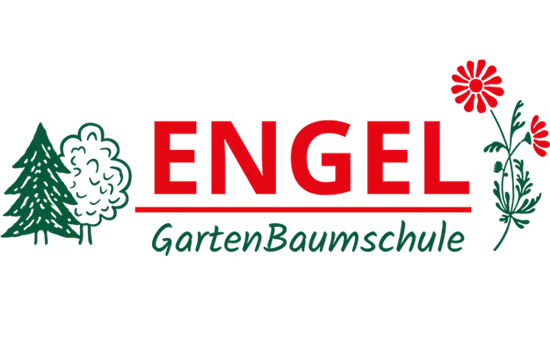 Hyssopus officinalis 'Albus' 