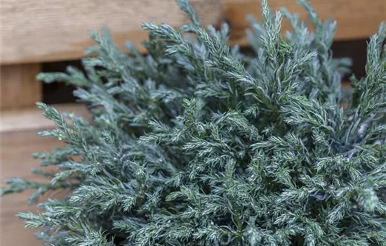 Chamaecyparis pisifera 'Baby Blue' 