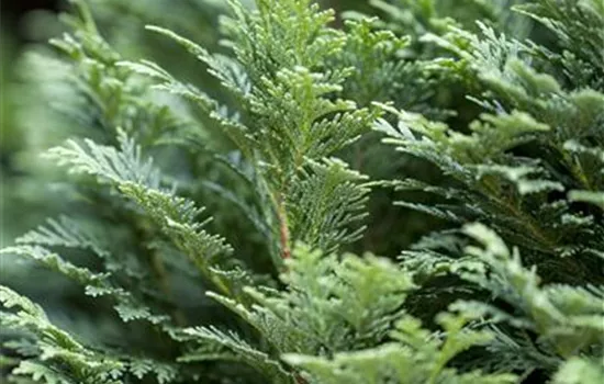 Chamaecyparis lawsoniana 'Minima Glauca'  Chamaecyparis lawsoniana 'Minima Glauca'