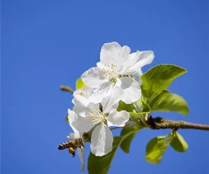Malus 'Butterball' 