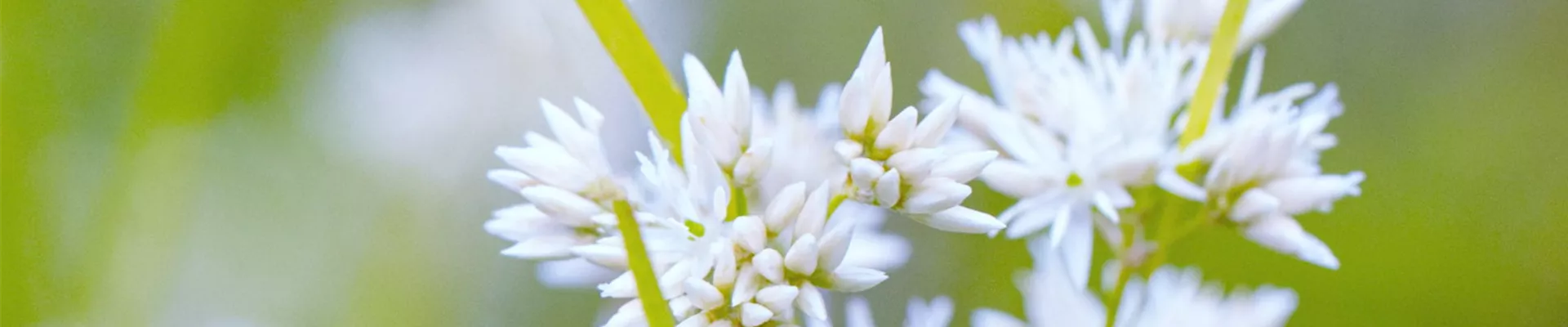 Schnee Marbel - Einpflanzen im Garten (Thumbnail) Schnee Marbel - Einpflanzen im Garten (Thumbnail)